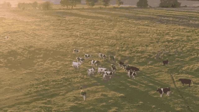 澳洲本土奶粉,澳大利亚的奶粉为什么比较好