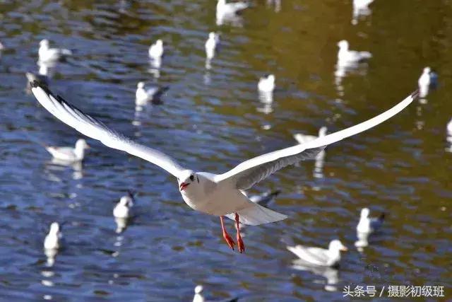 拍鸟技巧,拍鸟的技巧