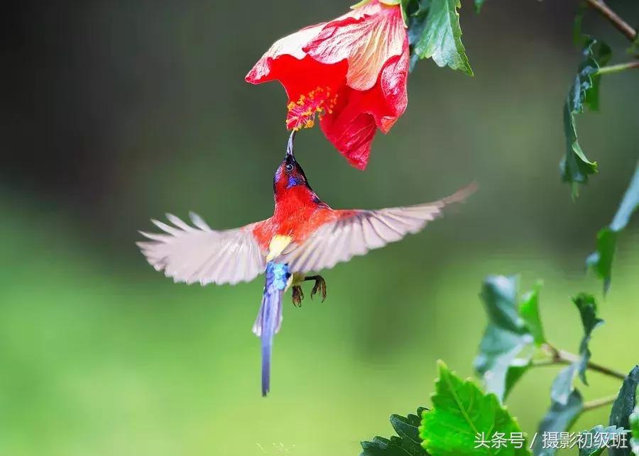 拍鸟技巧,拍鸟的技巧