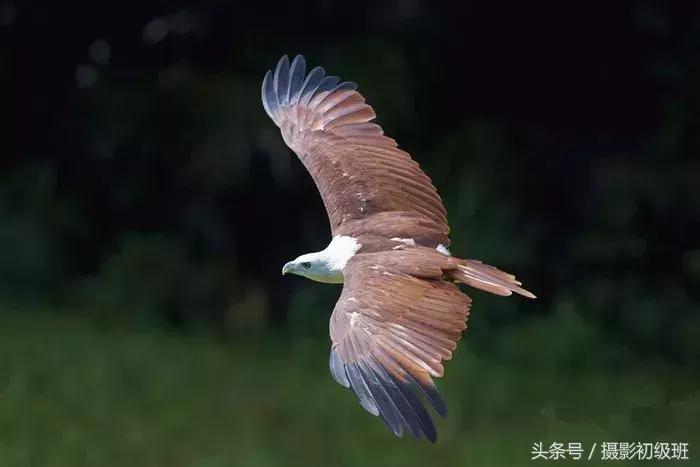 拍鸟技巧,拍鸟的技巧