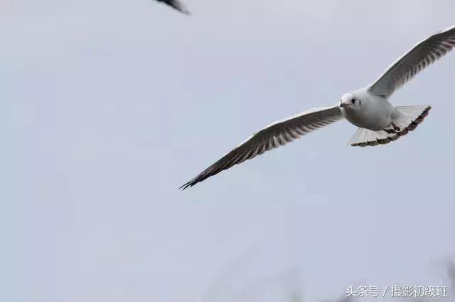 拍鸟技巧,拍鸟的技巧