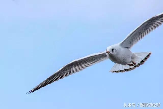 拍鸟技巧,拍鸟的技巧
