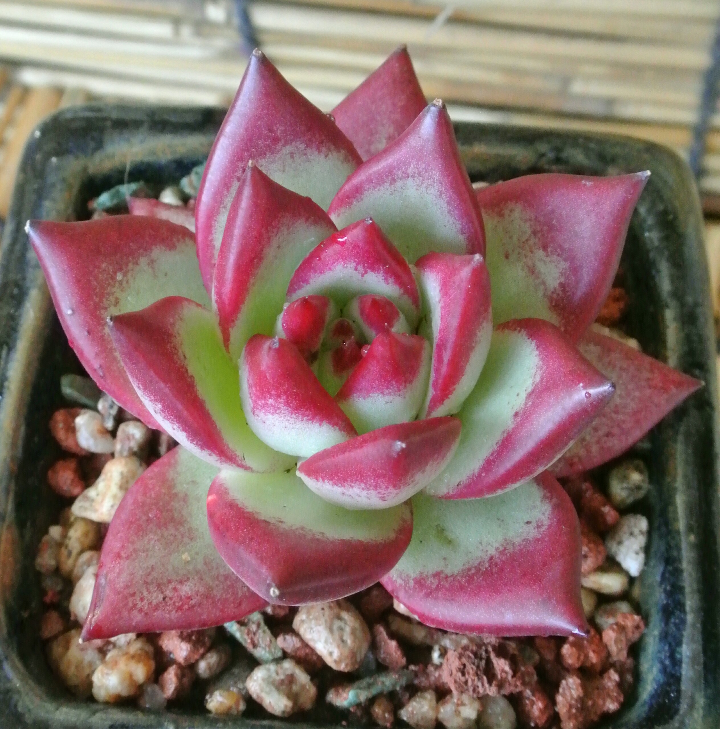 慢生活完整,慢生活轻悦读