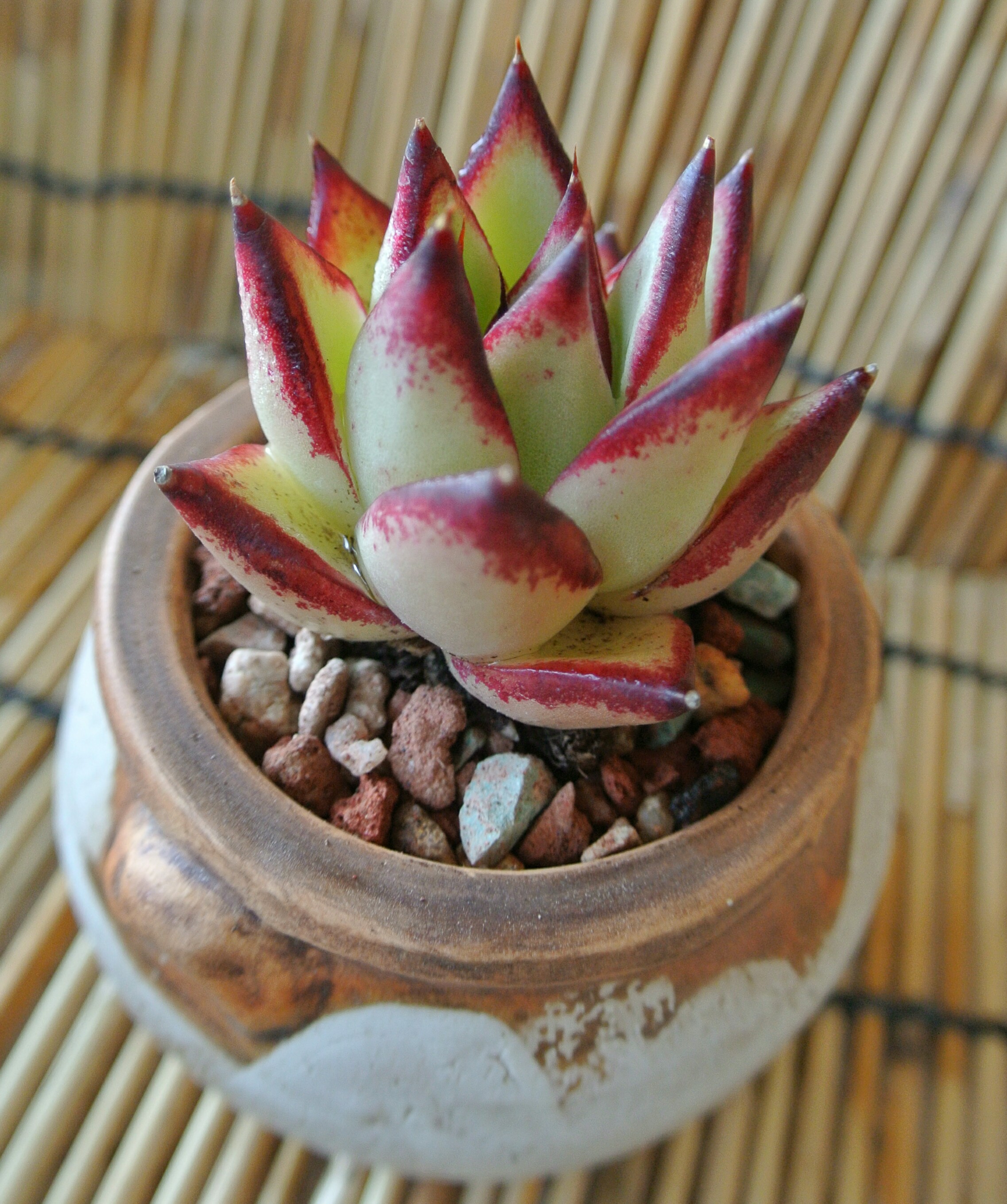 慢生活完整,慢生活轻悦读