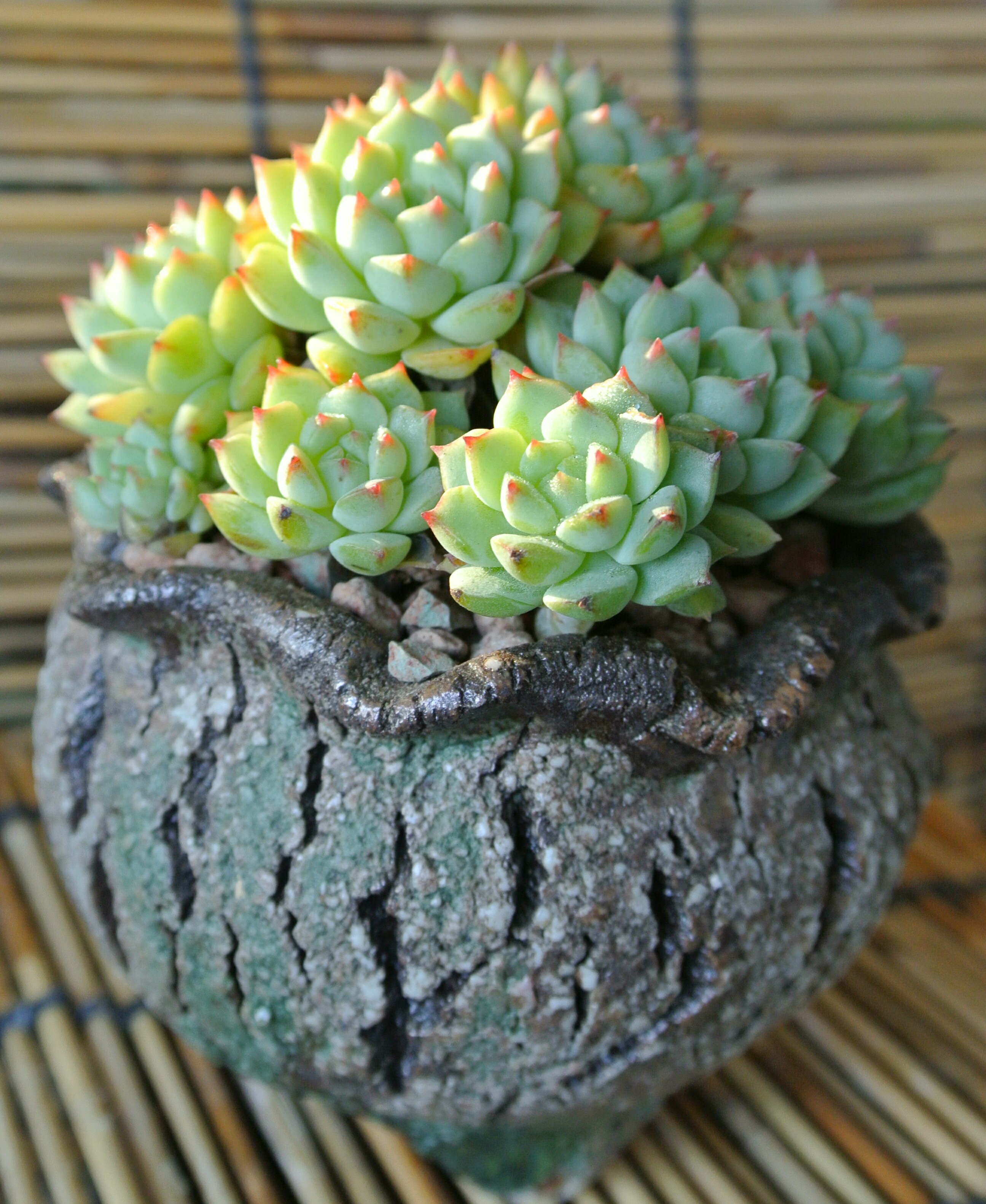 慢生活完整,慢生活轻悦读