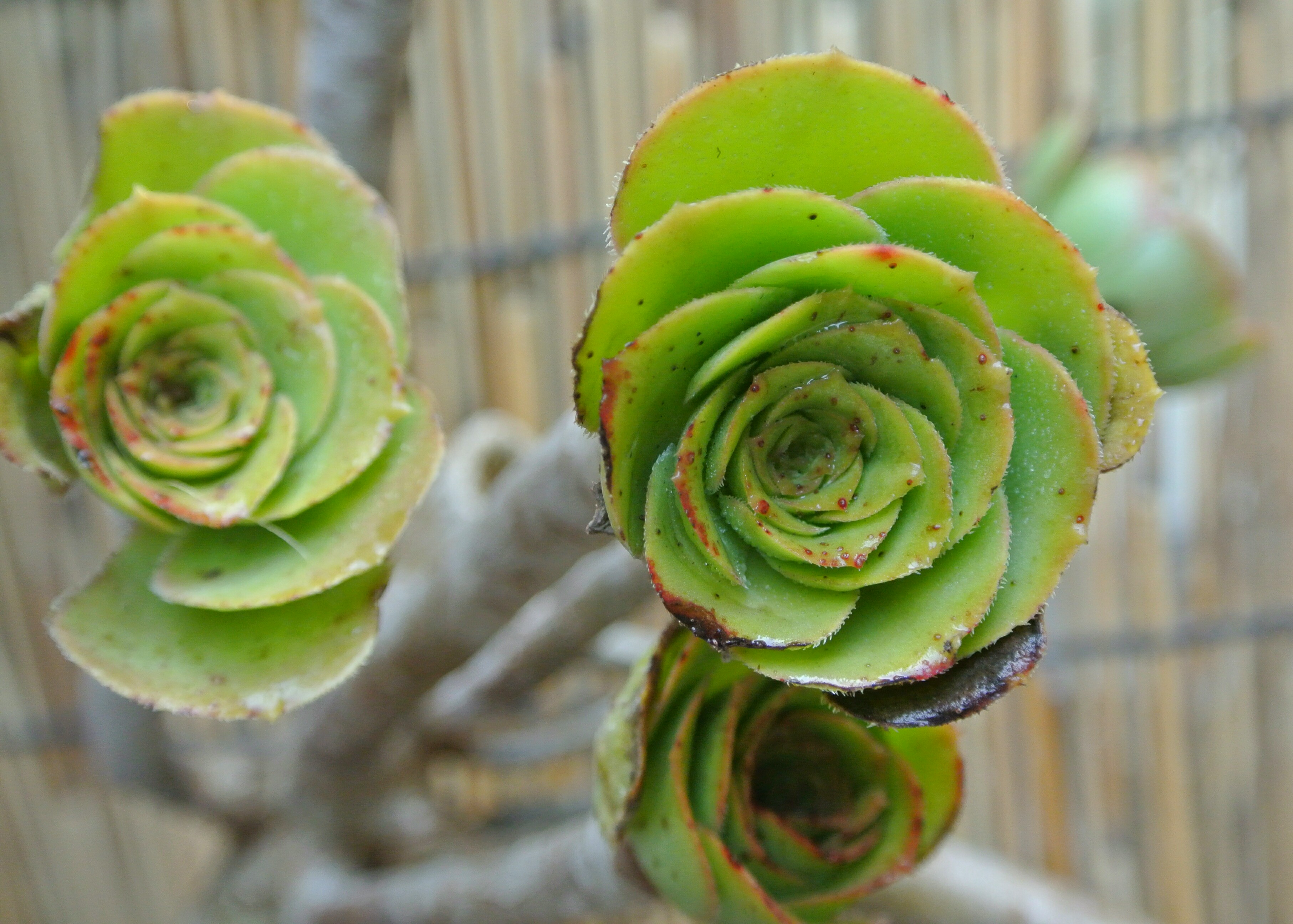 慢生活完整,慢生活轻悦读