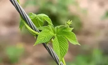 割人藤葎草不只会割人，还能够作调料