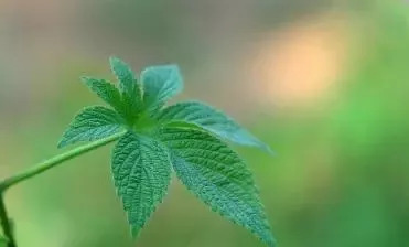 割人藤葎草不只会割人，还能够作调料