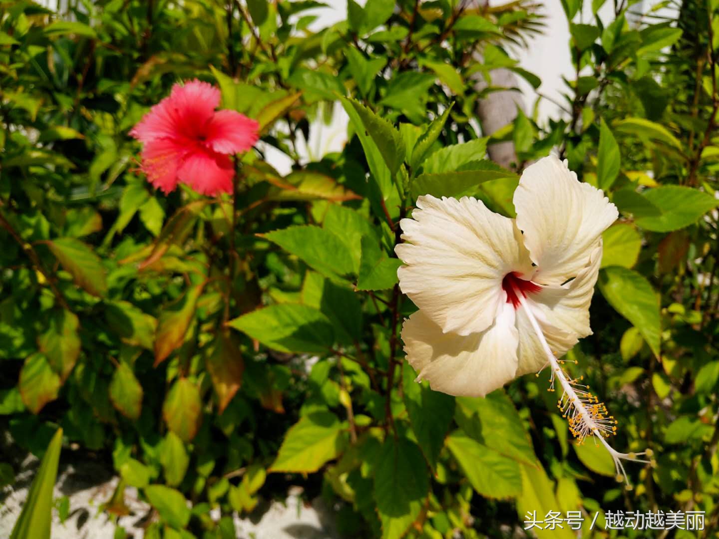 马尔代夫哪个岛浮潜最佳推荐,夏日全民旅行记海滩