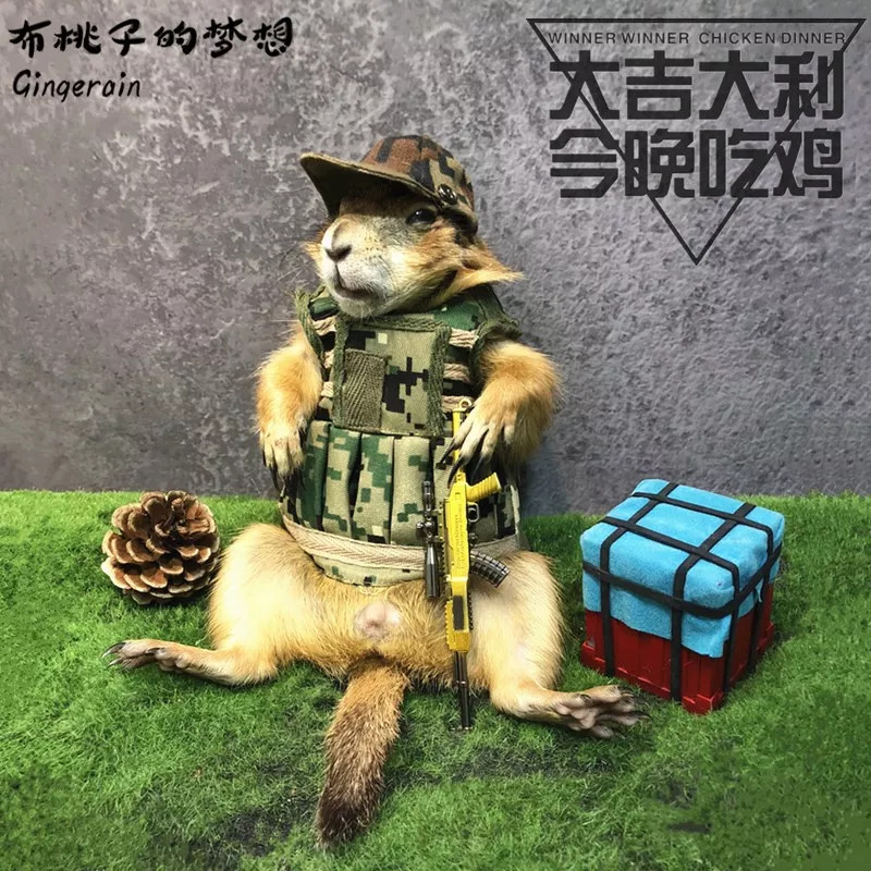 一周爆卖上百件鹦鹉尿布兜,这家淘宝店专给土拨鼠、蜥蜴做衣服