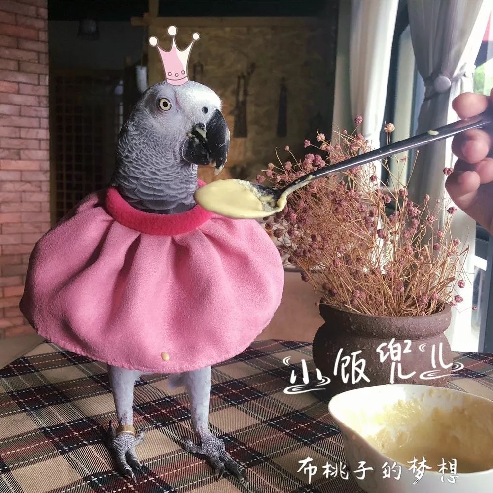 一周爆卖上百件鹦鹉尿布兜,这家淘宝店专给土拨鼠、蜥蜴做衣服