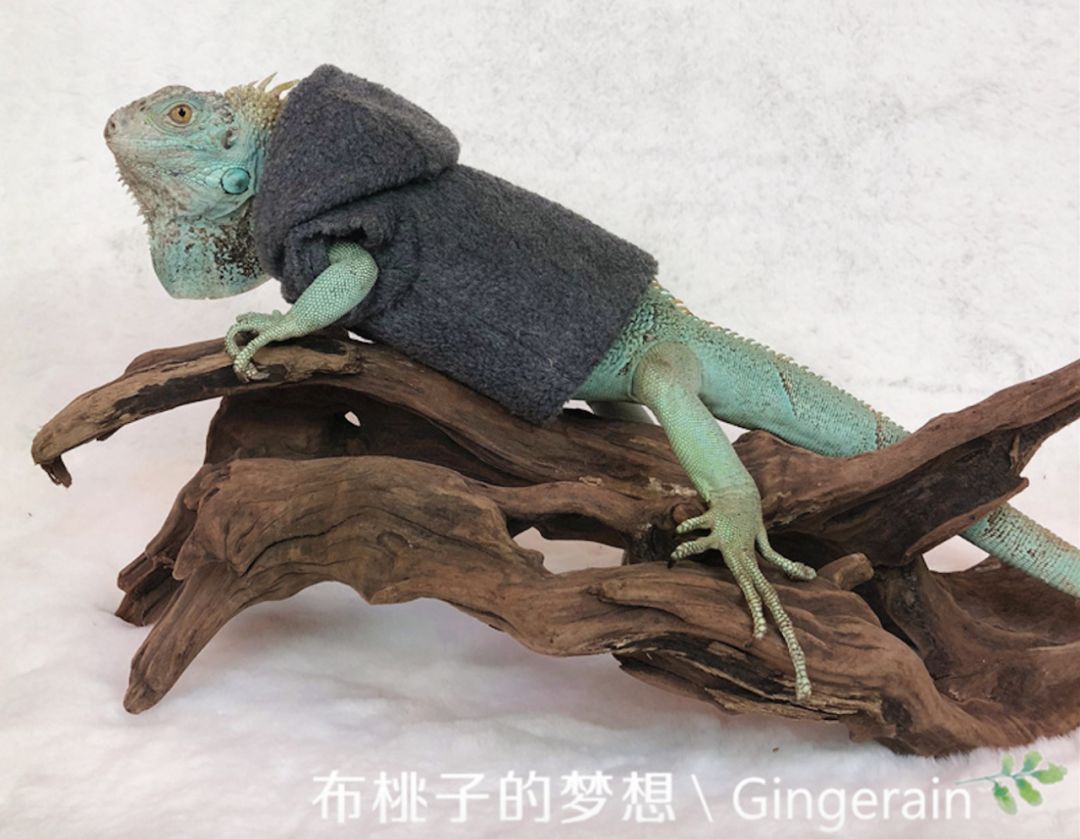 一周爆卖上百件鹦鹉尿布兜,这家淘宝店专给土拨鼠、蜥蜴做衣服