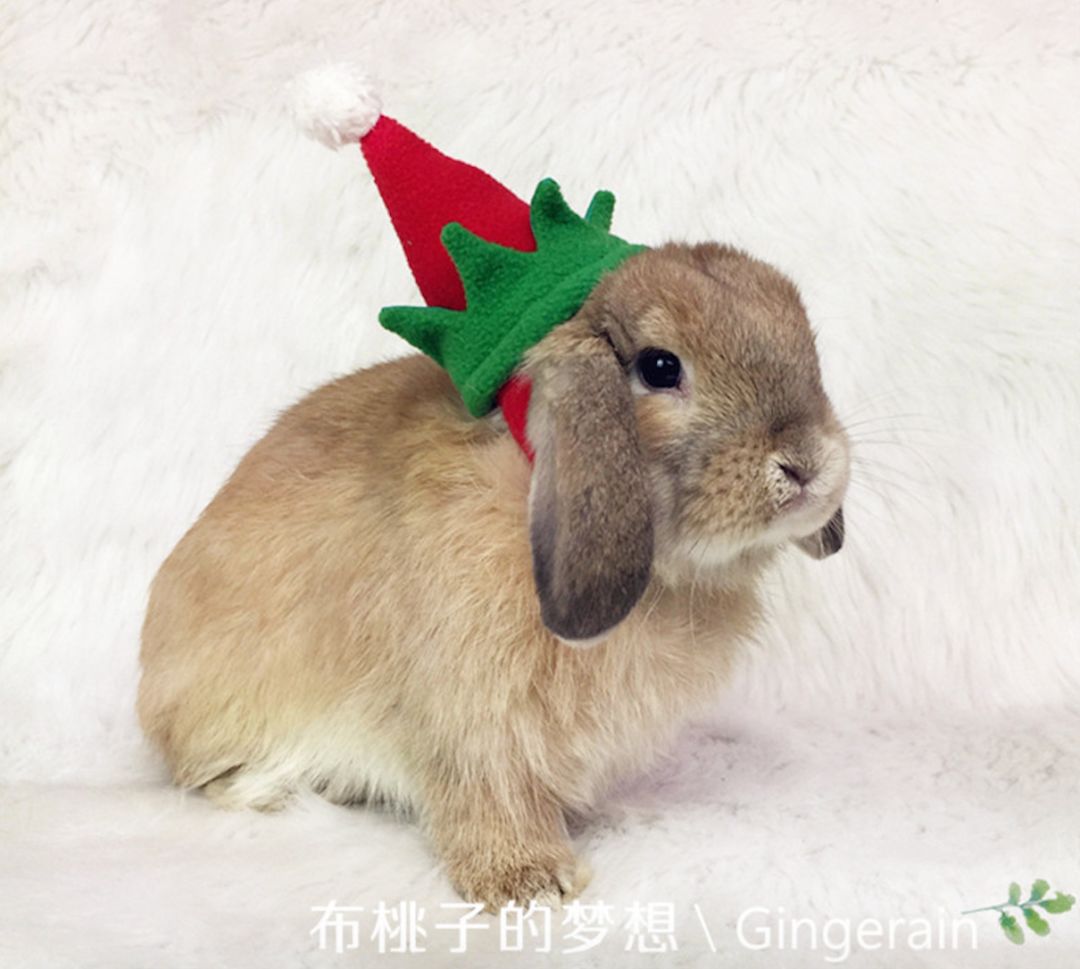 一周爆卖上百件鹦鹉尿布兜，这家淘宝店专给土拨鼠、蜥蜴做衣服