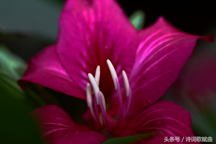 毛*东泽**经典诗词，气魄宏大，每一首都激荡着气势磅礴的英雄气概