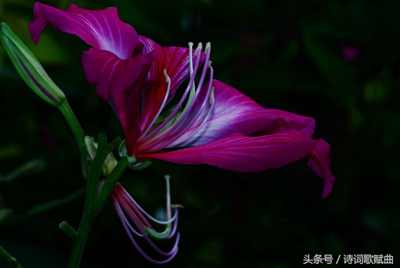 毛*东泽**经典诗词，气魄宏大，每一首都激荡着气势磅礴的英雄气概