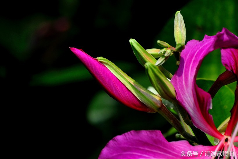 毛*东泽**经典诗词，气魄宏大，每一首都激荡着气势磅礴的英雄气概