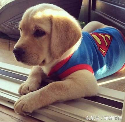 长期吃狗粮到底好不好,吃狗粮有害吗