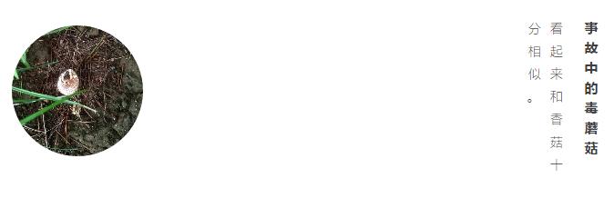 什么绿叶菜适合宝宝吃,最适合宝宝吃的绿叶菜