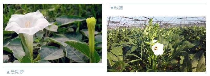 什么绿叶菜适合宝宝吃,最适合宝宝吃的绿叶菜