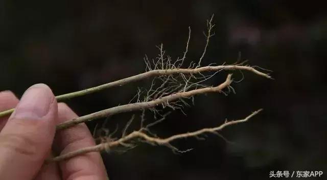 闄堝墤娉㈤┈鐏厭,闄堝墤娉㈤厭