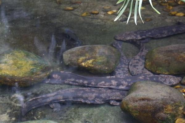 娃娃鱼的养殖注意事项,娃娃鱼养殖注意事项和禁忌