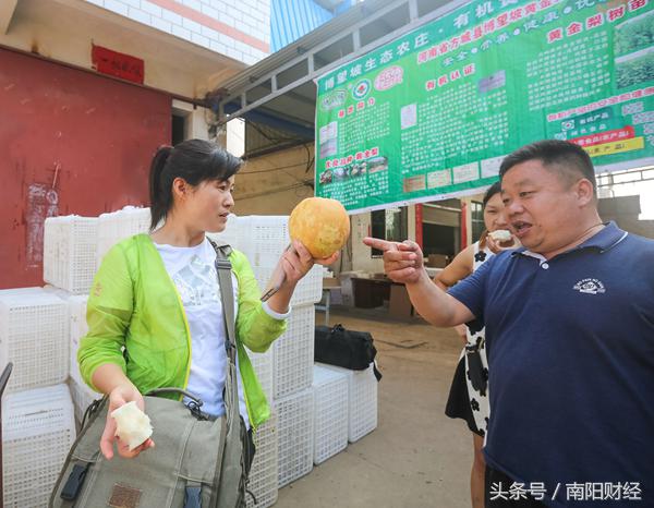 方城黄金梨什么时间成熟,方城黄金梨