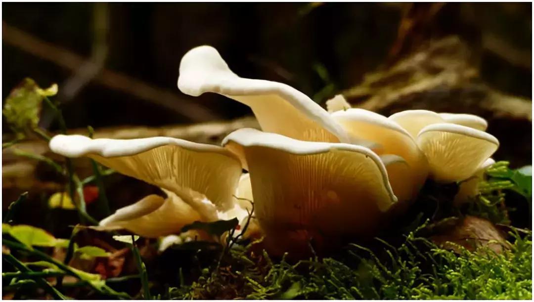 抗生素滥用的危害小科普图片,警惕抗生素滥用的巨大危害