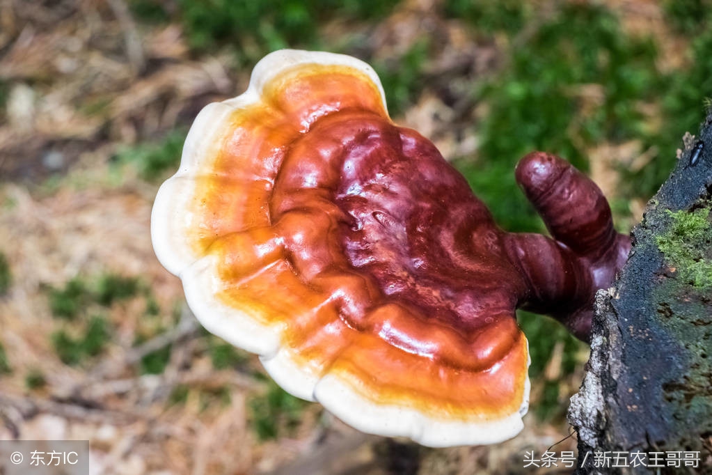 灵芝种植方法和注意事项,灵芝正确吃法和注意事项