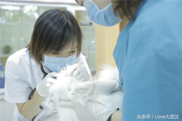 爱宠宠物医院服务中心,爱宠宠物医疗中心