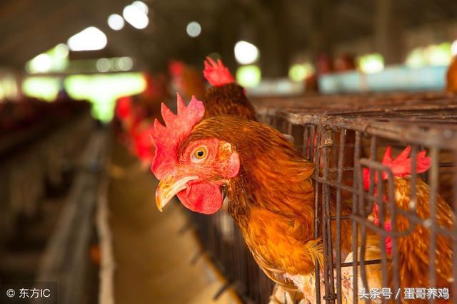 夏季养鸡高发鸡病,雨后鸡生病