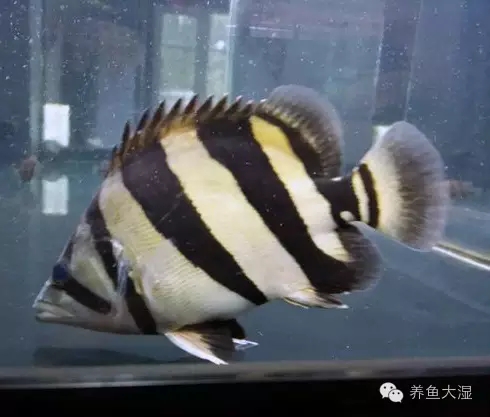 大虎鱼视频大全集,大虎鱼视频大全