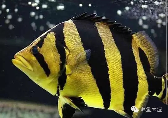 大虎鱼视频大全集,大虎鱼视频大全