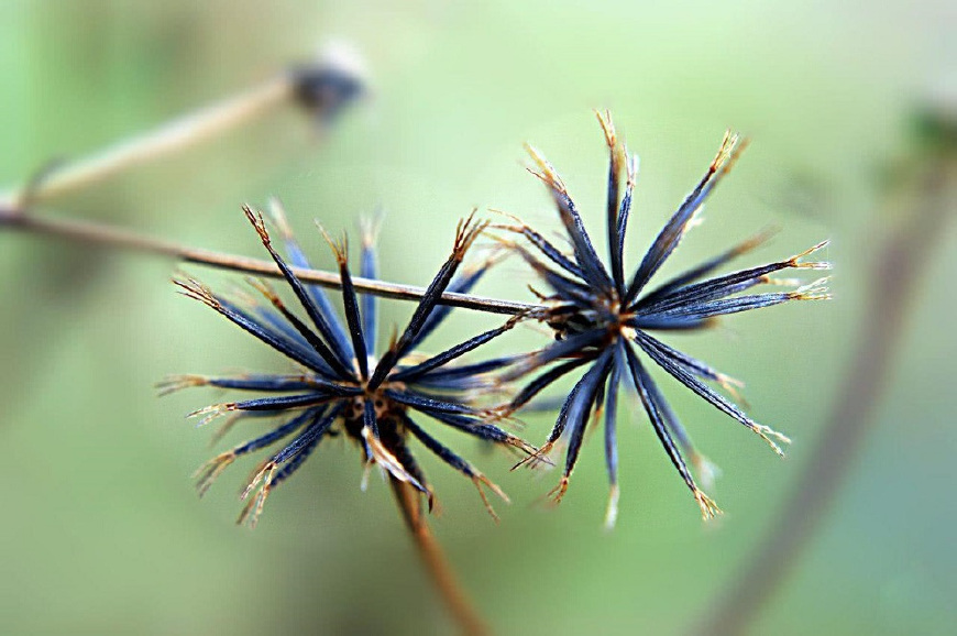 野生鬼针草降血压功能,降血压的野草鬼针草图片