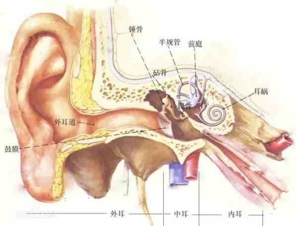 孩子的耳朵要不要清理,小孩的耳朵能不能掏