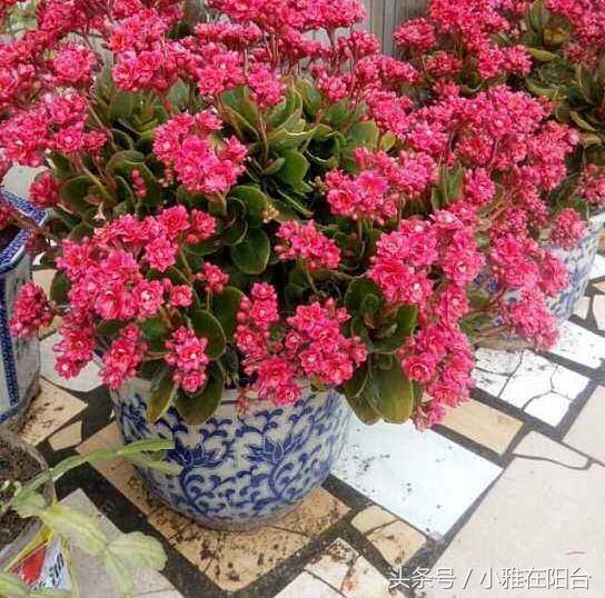 养花技巧盆土保持湿润法,养花盆土干了怎么办