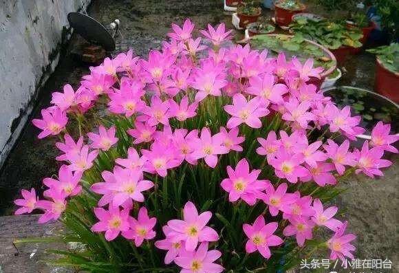 养花技巧盆土保持湿润法,养花盆土干了怎么办