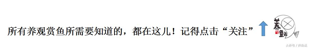 三湖慈鲷刚孵化的鱼苗一次喂多少,三湖慈鲷鱼卵孵化过程中有红血点