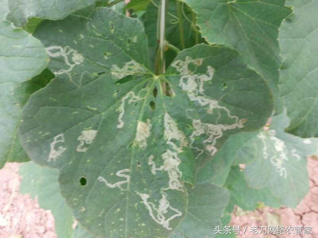 甜瓜叶子上有黄色斑点,甜瓜叶子背面有虫