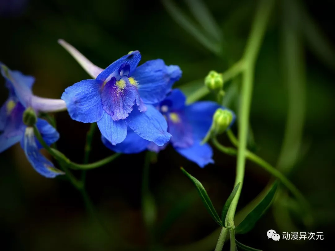 万代robot魂限定自由高达特殊配色,万代robot魂是什么系列