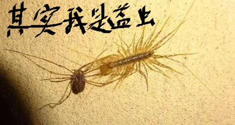 蚰蜒是什么生物,蚰蜒是什么动物