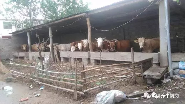 养牛4年，放弃了，把我的经验都告诉你们！