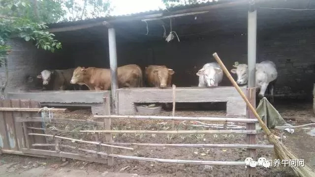 养牛4年，放弃了，把我的经验都告诉你们！