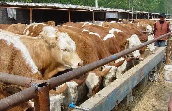 炭疽病最新疫情辽宁,辽宁海城牛庄牛炭疽疫情最新进展