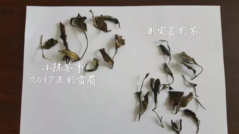 从颜色、采摘季节、外形三个角度出发，打开真假荒野白茶的钥匙！