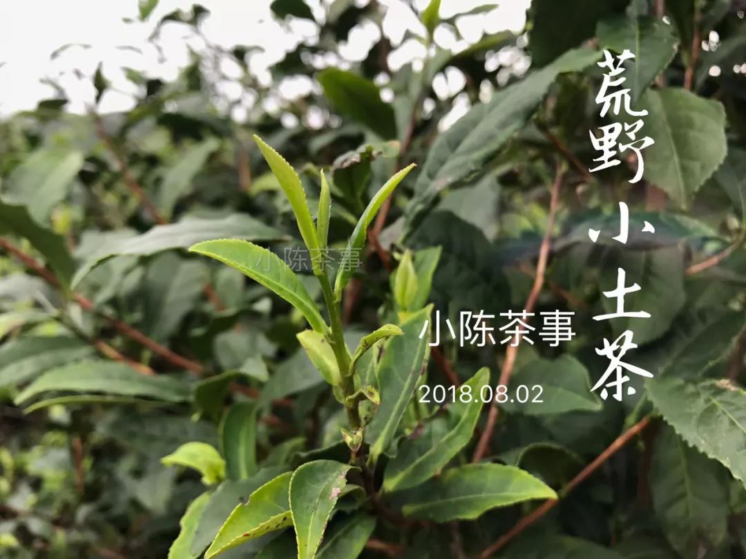 从颜色、采摘季节、外形三个角度出发，打开真假荒野白茶的钥匙！