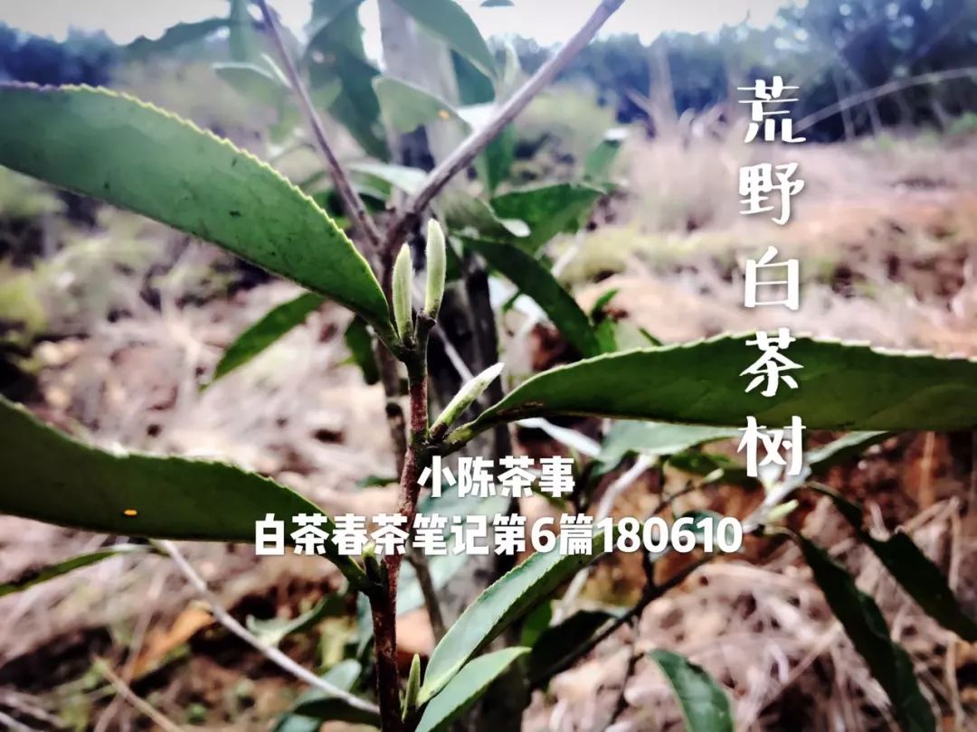 从颜色、采摘季节、外形三个角度出发，打开真假荒野白茶的钥匙！