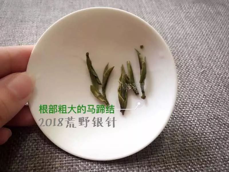 从颜色、采摘季节、外形三个角度出发，打开真假荒野白茶的钥匙！