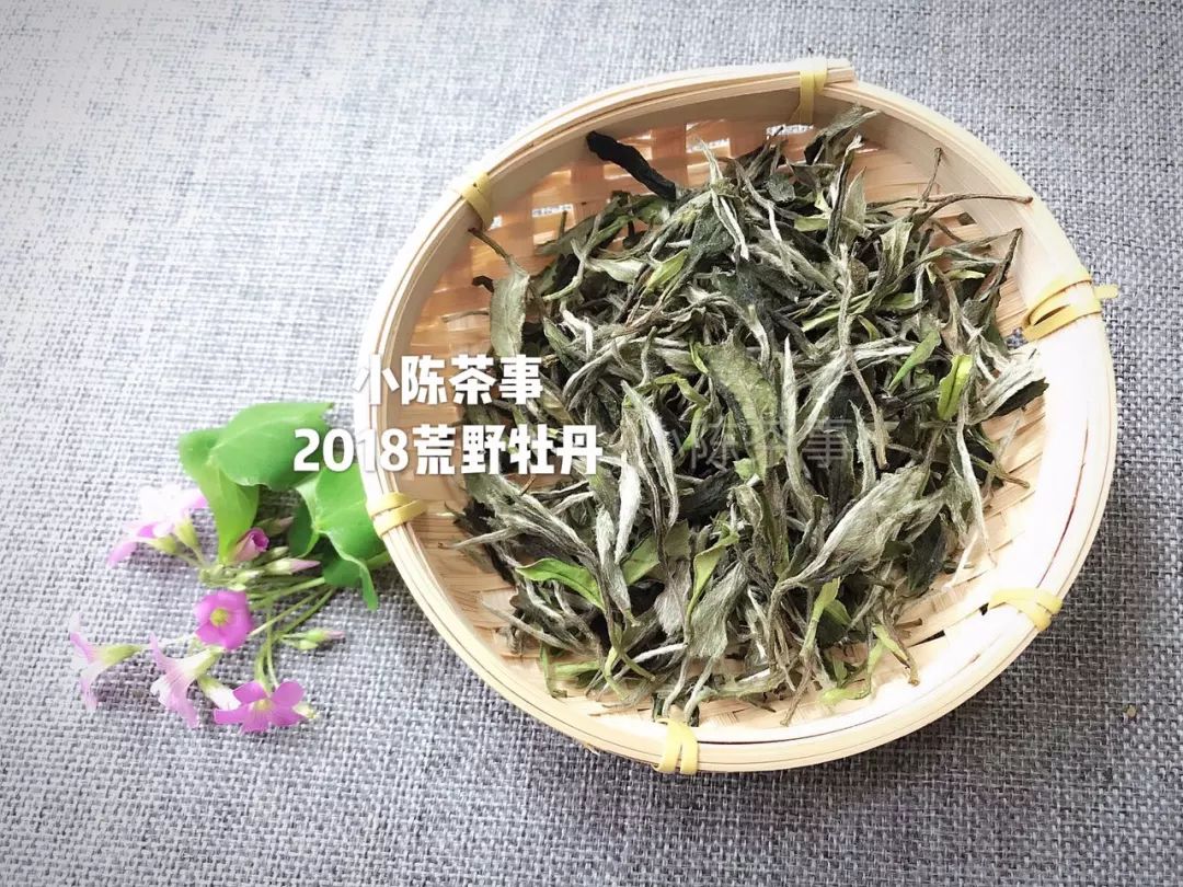 从颜色、采摘季节、外形三个角度出发，打开真假荒野白茶的钥匙！