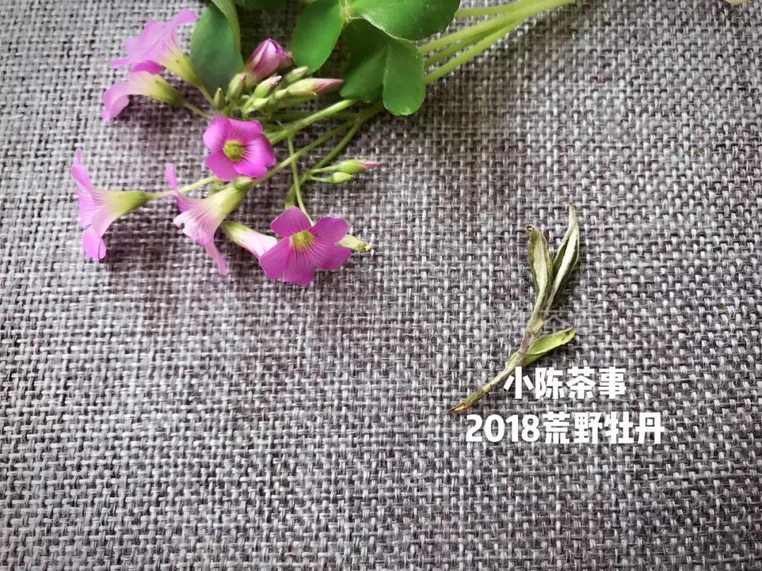 从颜色、采摘季节、外形三个角度出发，打开真假荒野白茶的钥匙！