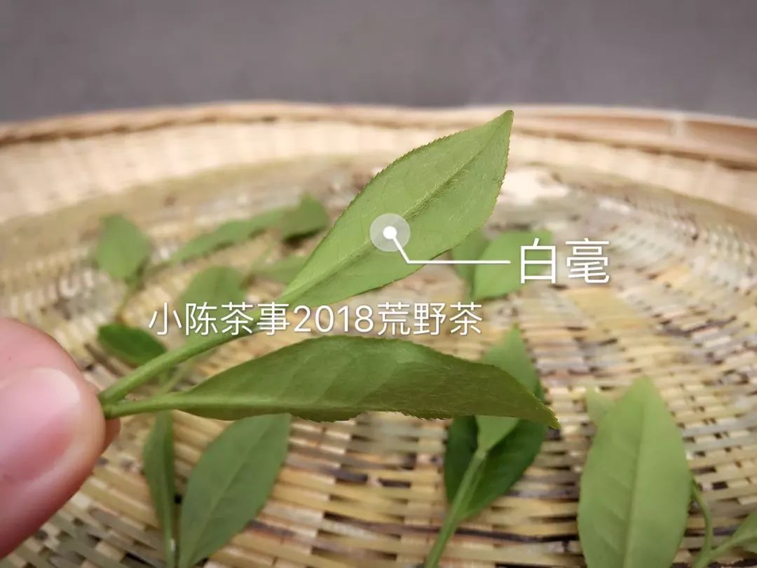 从颜色、采摘季节、外形三个角度出发，打开真假荒野白茶的钥匙！